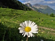 14 Leucanthemum vulgare (Margherita diploide) con vista verso Vindiolo e Il Pizzo 